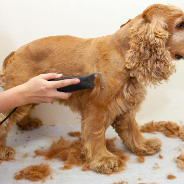 Summer cut, please!